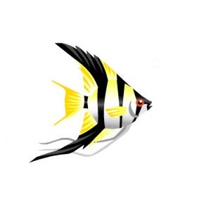 Zebra Angelfish